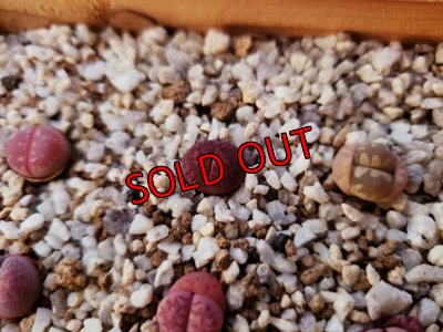 画像6: 群仙園さんのリトサンセット〜レッド♡4/24