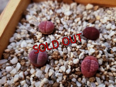 画像5: 群仙園さんのリトサンセット〜レッド♡4/24