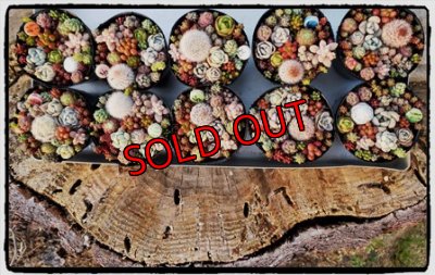 画像5: 小さな植物と小さなパーツのセット〜木箱編♡4/24