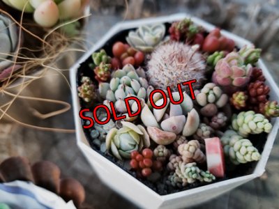 画像5: 小さな植物と小さなパーツのセット〜チマット編♡3-4/23