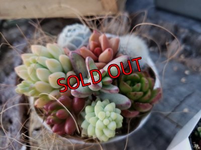 画像4: 小さな植物と小さなパーツのセット〜チマット編♡3-4/23