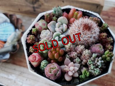 画像4: 小さな植物と小さなパーツのセット〜木箱編♡4/24