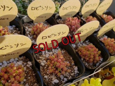 画像1: （いちかわふぁ〜む産）ロビンソン