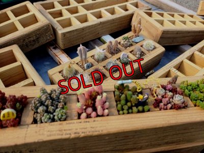 画像7: 期間限定☆採集して愛でる木箱/4ｃｍ角〜カラーバージョン7/26