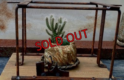 植物入れるとこんな感じです。