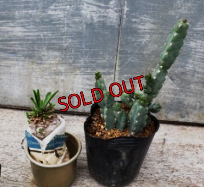 オプションの植物(別売り)