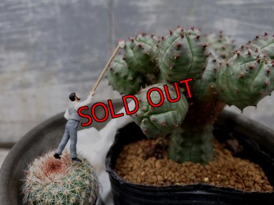 オプションの植物