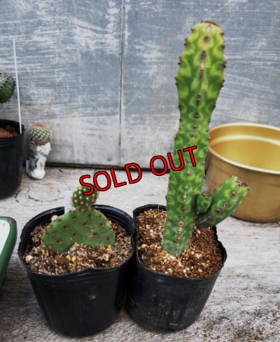 オプションの植物です。