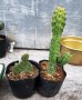 オプションの植物です。