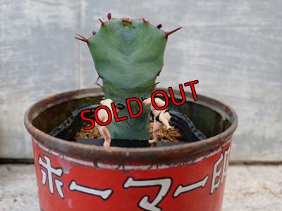 画像2: 古いパーツ/キリトリ☆軍配・オプンチア編-19-6/30-2