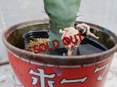 画像7: 古いパーツ/キリトリ☆軍配・オプンチア編-19-6/30-2