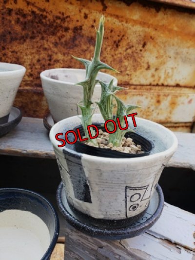 植物入れるとこんな感じです