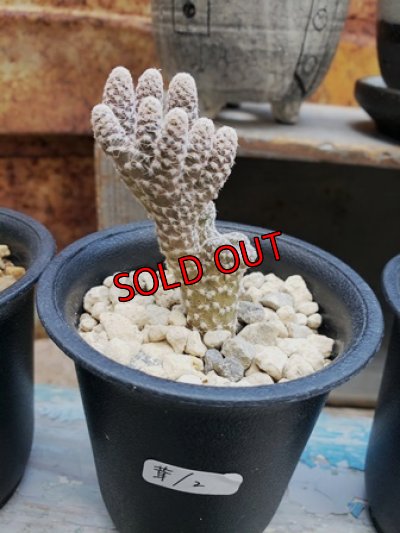 (2)これぞ白鶏冠って感じの形ですね。