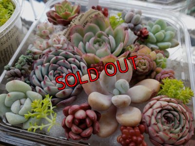 画像2: 寄せ植えカット苗セット-D（22-3）