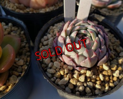 画像5: お得なポット苗セット/A 5P　（22-3）