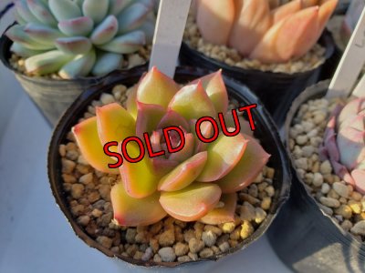 画像4: お得なポット苗セット/A 5P　（22-3）