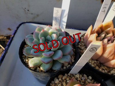 画像3: お得なポット苗セット/A 5P　（22-3）