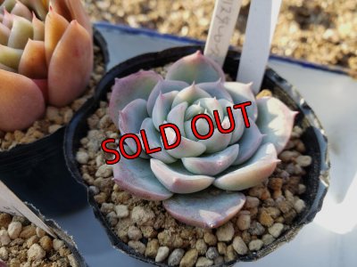 画像2: お得なポット苗セット/A 5P　（22-3）