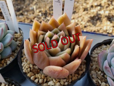 画像6: お得なポット苗セット/A 5P　（22-3）