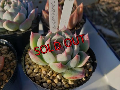 画像3: お得なポット苗セット/B 5P　（22-3）