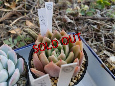 画像6: お得なポット苗セット/B 5P　（22-3）