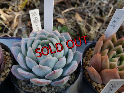 画像2: お得なポット苗セット/B 5P　（22-3）