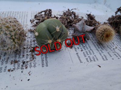 画像8: ミニサボ+ユーフォルビアセット　7P（22-3）