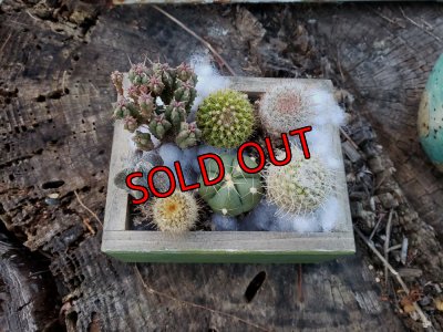 画像5: ミニサボ+ユーフォルビアセット　7P（22-3）