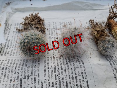 画像9: ミニサボ+ユーフォルビアセット　7P（22-3）