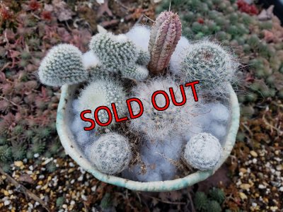 画像3: ミニサボ+ユーフォルビアセット　7P（22-3）