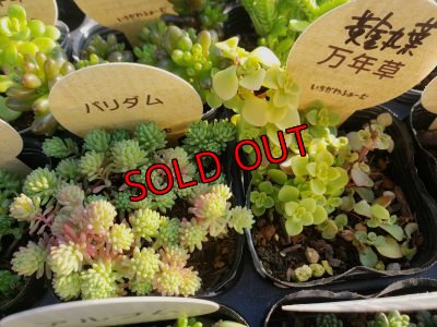 画像6: 【特別価格】いちかわふぁーむさんのセダムセット/15P-C　(11/29)