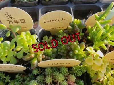 画像5: 【特別価格】いちかわふぁーむさんのセダムセット/15P-C　(11/29)