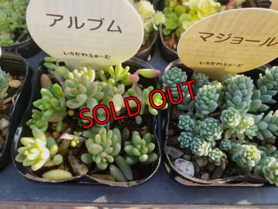 画像2: 【特別価格】いちかわふぁーむさんのセダムセット/15P-C　(11/29)