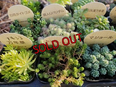 画像6: 【特別価格】いちかわふぁーむさんのセダムセット/15P-D(11/29)