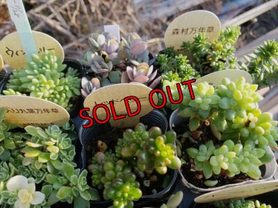 画像4: 【特別価格】いちかわふぁーむさんのセダムセット/15P-D(11/29)