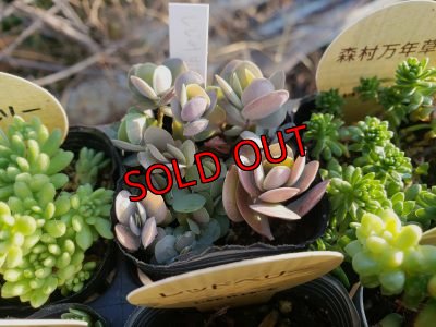 画像3: 【特別価格】いちかわふぁーむさんのセダムセット/15P-D(11/29)