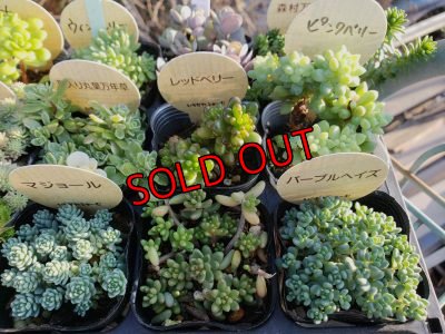 画像2: 【特別価格】いちかわふぁーむさんのセダムセット/15P-D(11/29)