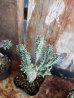 画像3: 白樺キリン/Euphorbia-A　11/5 (3)