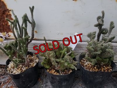 左から(1)、(2)、(3)