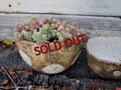 画像4: 栃尾さんの水玉鉢〜ドット/二個セット