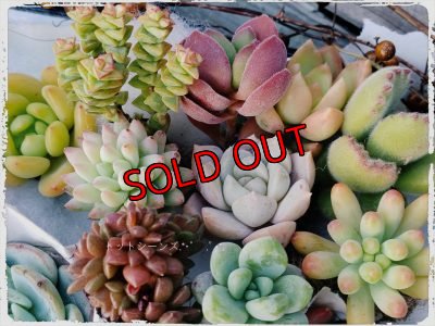 抜き苗　アソート1例です。