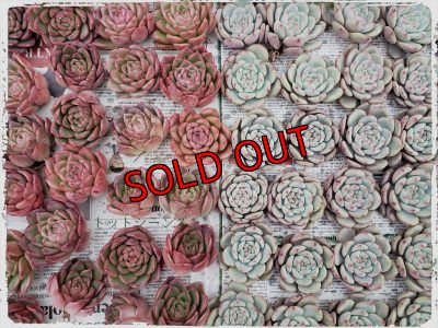 画像5: 福/迎春☆韓国苗スペシャルセット-C10品種（20-12）