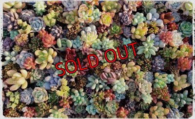 画像3: 福/迎春☆韓国苗スペシャルセット-C10品種（20-12）