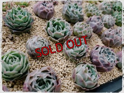 画像6: 福/迎春☆韓国苗スペシャルセット-C10品種（20-12）