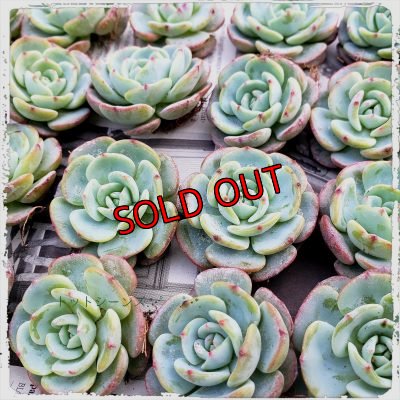 画像7: 福/迎春☆韓国苗スペシャルセット-C10品種（20-12）