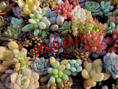 画像4: 紅葉多肉とセダムの抜き苗プルプルセット♪20P/21-1