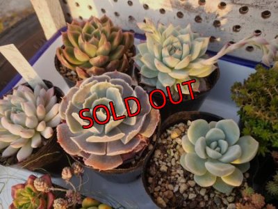 2寸ポット５個入ります。写真は1例です。