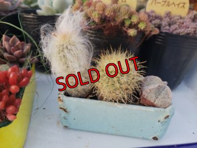 お任せでミニサボ３個入ります。