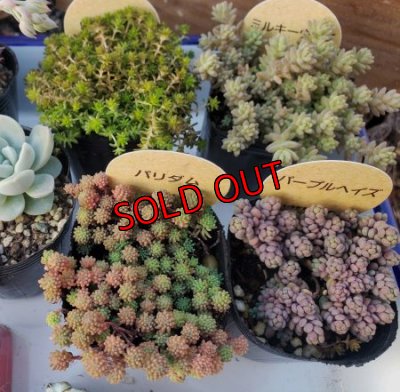 いちかわファームさんのセダム３個入ります。