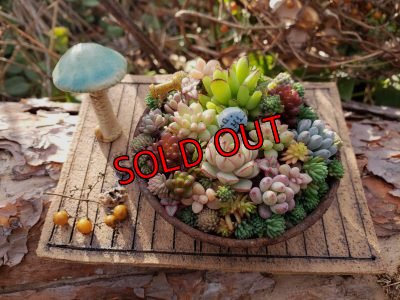 画像4: ミニキノコ鉢　2Ｐセット（20-7）